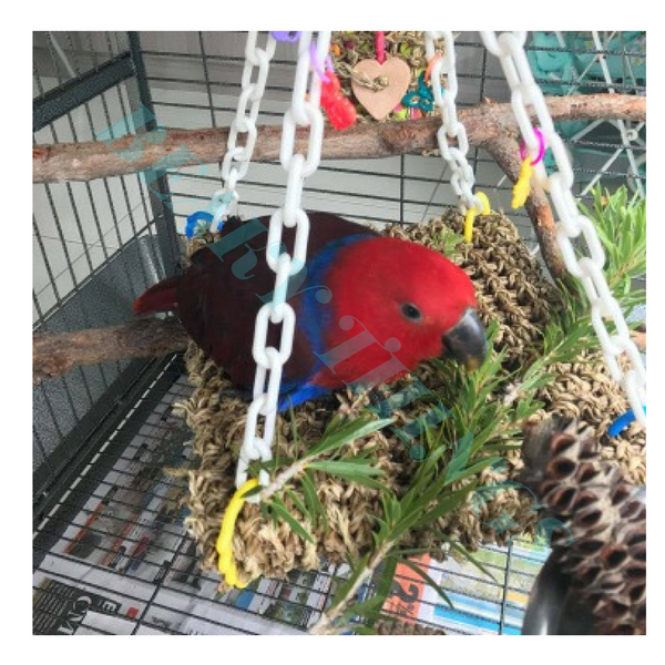 Bird Perching &amp; Accessories