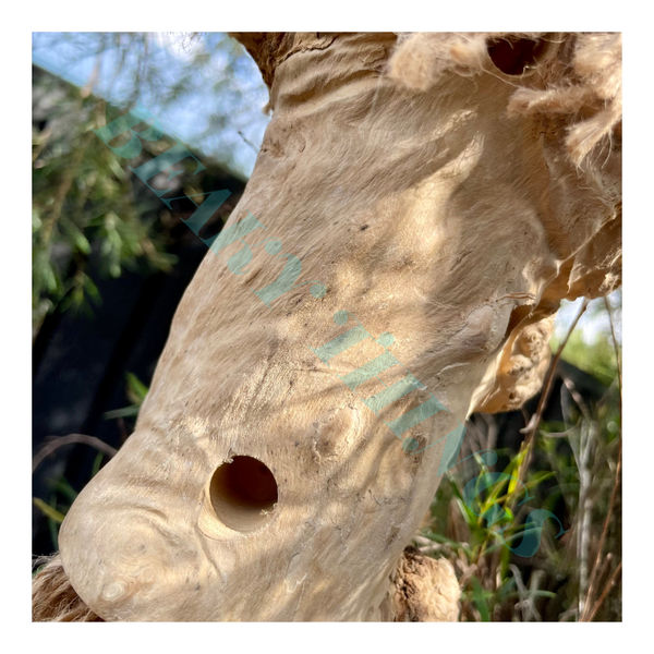 Birdie Naturals Foraging Trunk