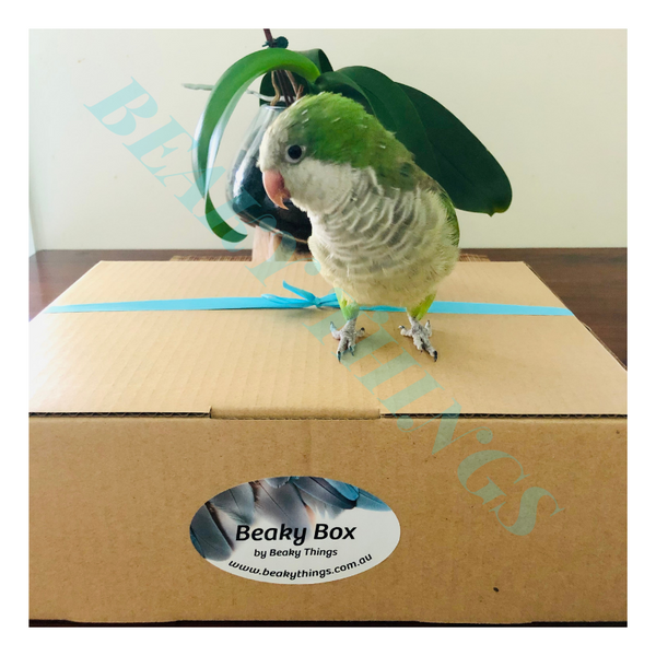 Beaky Box Small