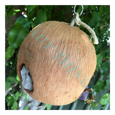 Foraging Coco Full Moon